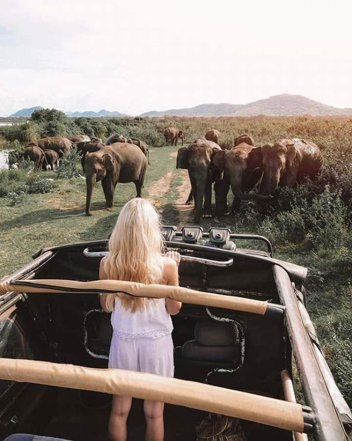Elephant Gathering Safari