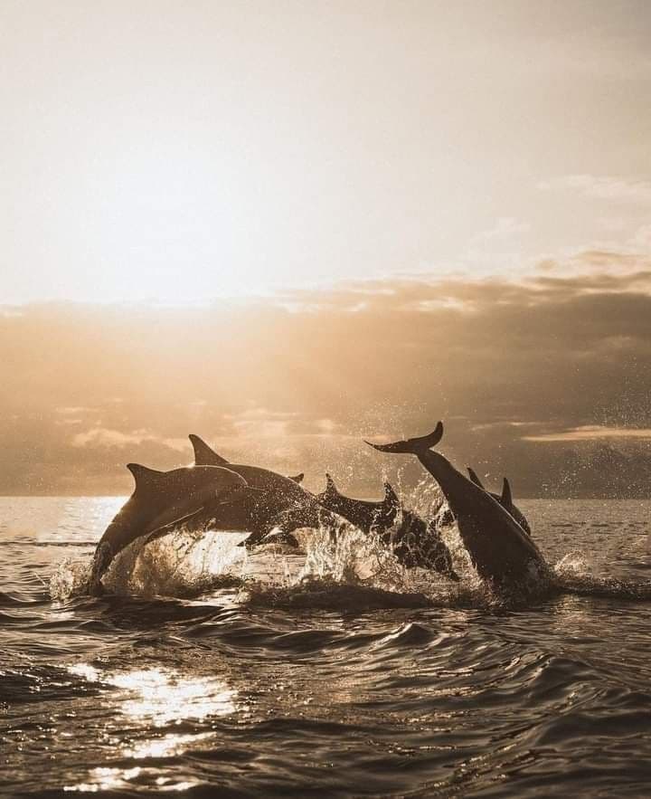 Dolphin Watching